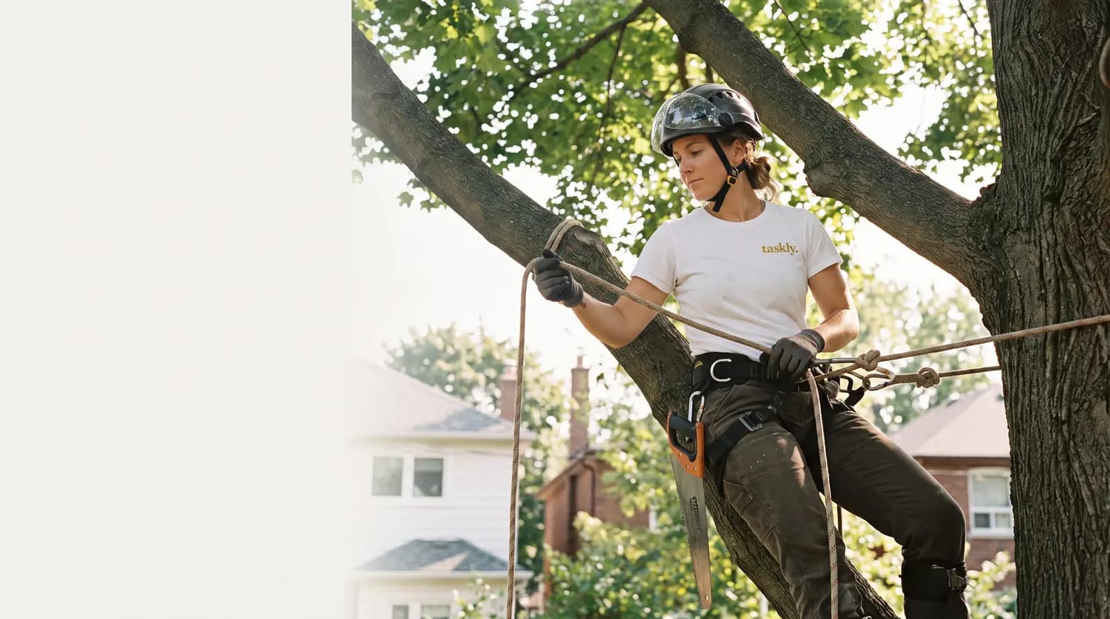 A climbing arborist rigging a limb in a mature maple in a Toronto back yard.